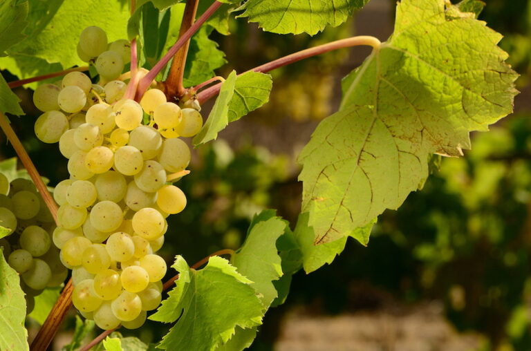 Müller Thurgau, sono i “tioli varietali” che rendono unico l’aroma di questo vino