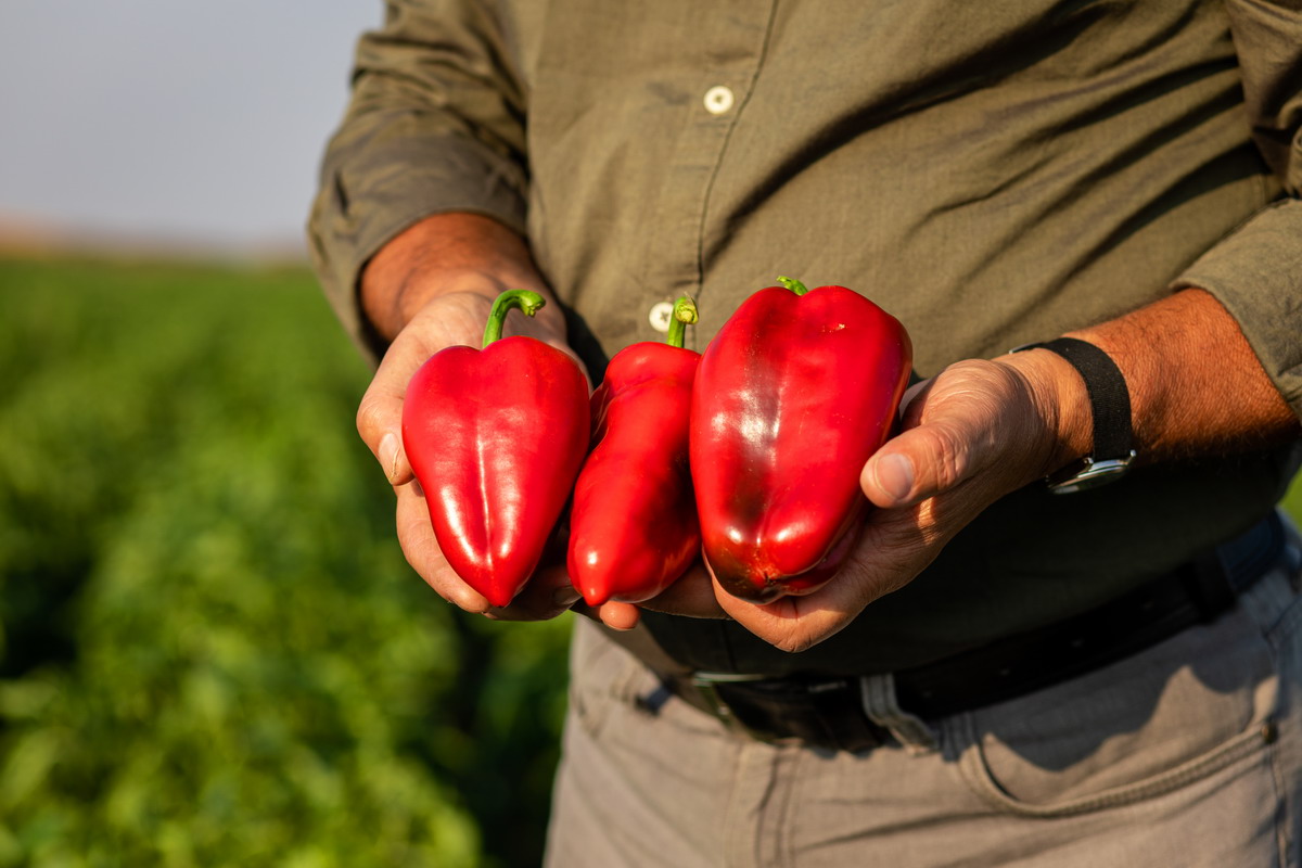 Peperonata italiana: tradizione e gusto