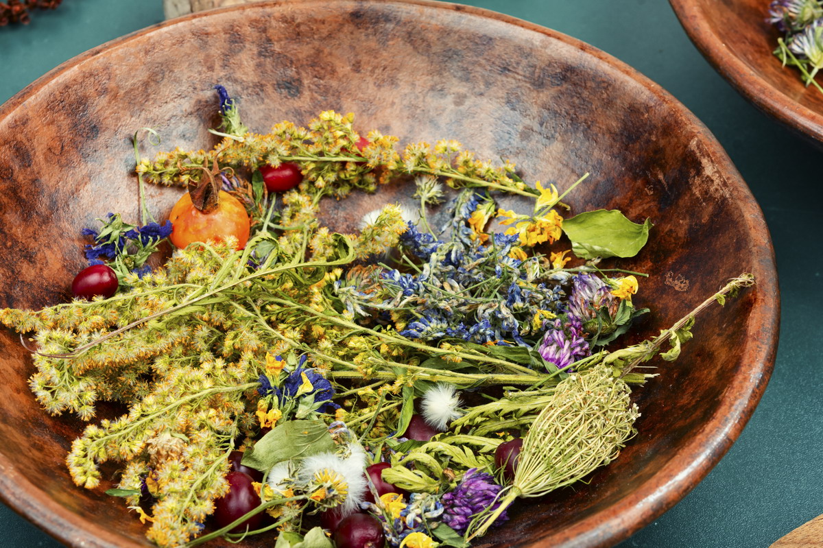 Ricette facili con erbe spontanee per principianti