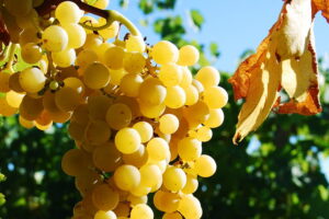 Annata positiva per i Colli Euganei